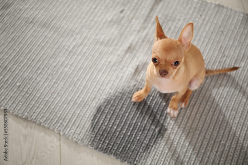 Cute Chihuahua puppy near wet spot on rug indoors, above view. Space for text
