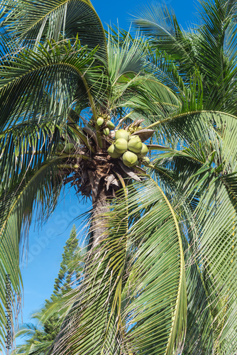 Look up view cluster of coconut fruits on coconut tree (Cocos nucifera) ready to harvest under sunny clear blue sky in Southern Vietnam