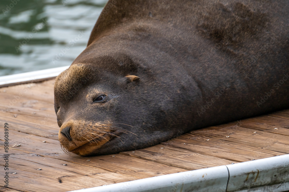 Naklejka premium Close-up of a sea lion. Sea lion resting on the pier. Wildlife photography.