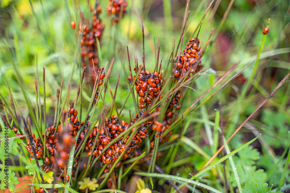 Lady bugs colony on the grass. Lady bugs wintering. Selective focus. Lady bugs colony on the grass. Lady bugs wintering. Selective focus.