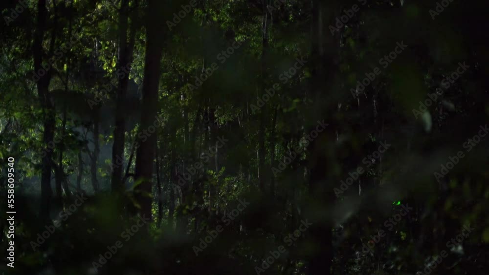 Mystery light flashing in dark forest, surreal scene, point of view green leaf in foreground like hide and looking at lighting flashing in forest Mystery light flashing in dark forest, surreal scene, point of view green leaf in foreground like hide and looking at lighting flashing in forest