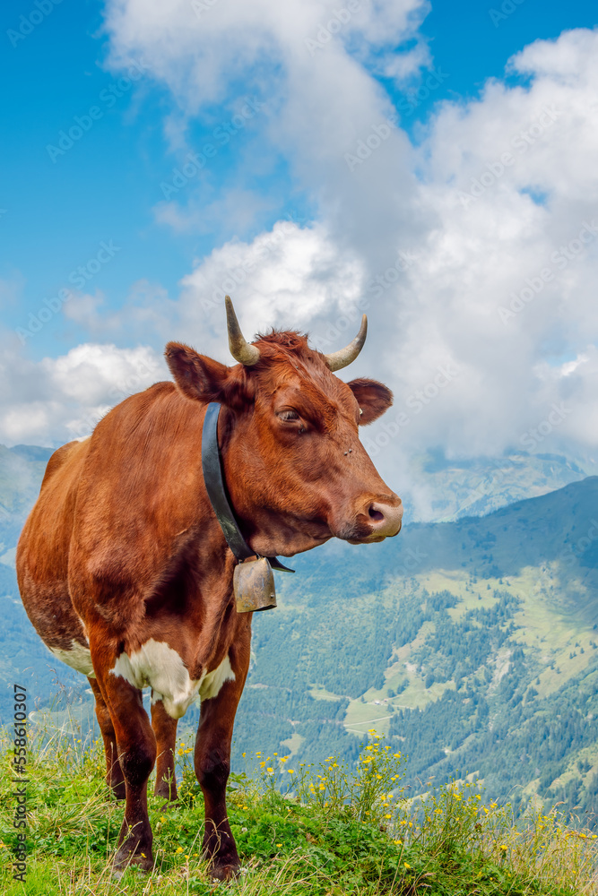 A close-up view of a cow with a cowbell in an alpine pasture in the Austrian Alps. A close-up view of a cow with a cowbell in an alpine pasture in the Austrian Alps.