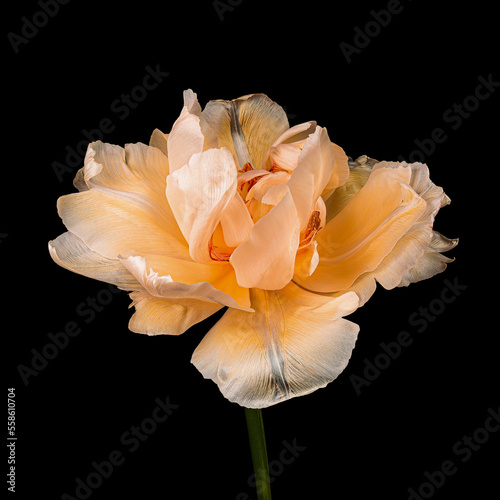 Orange-white blooming tulip with green stem isolated on black background. Studio close-up shot.