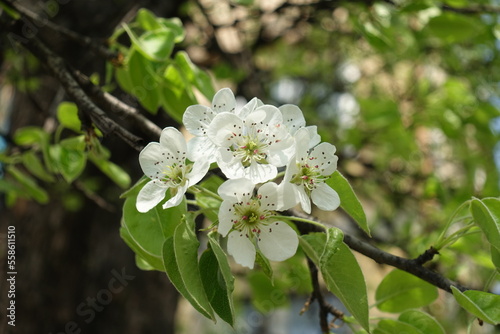 Inflorescence of pear tree in mid April