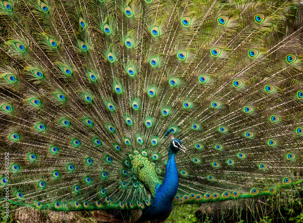 Obraz premium Portrait of a peacock (Pavo cristatus) on the background of his tail. Sri Lanka. Yala National park