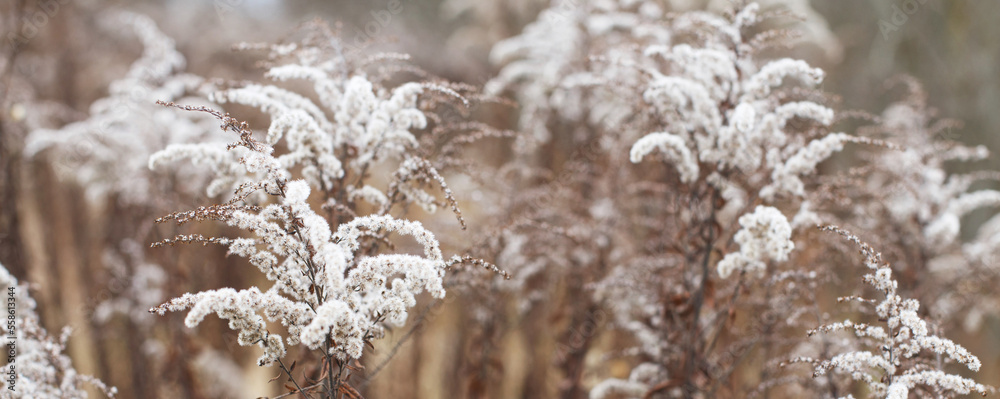 Dry soft flowers in the field on beige background. Dry soft flowers in the field on beige background.