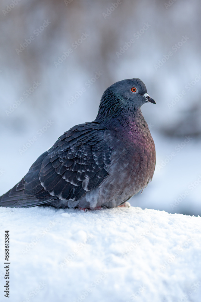 Fototapeta premium A beautiful pigeon sits on the snow in a city park in winter. Close-up of pigeons in winter on the square in the park. Birds in the cold are waiting for food from people.