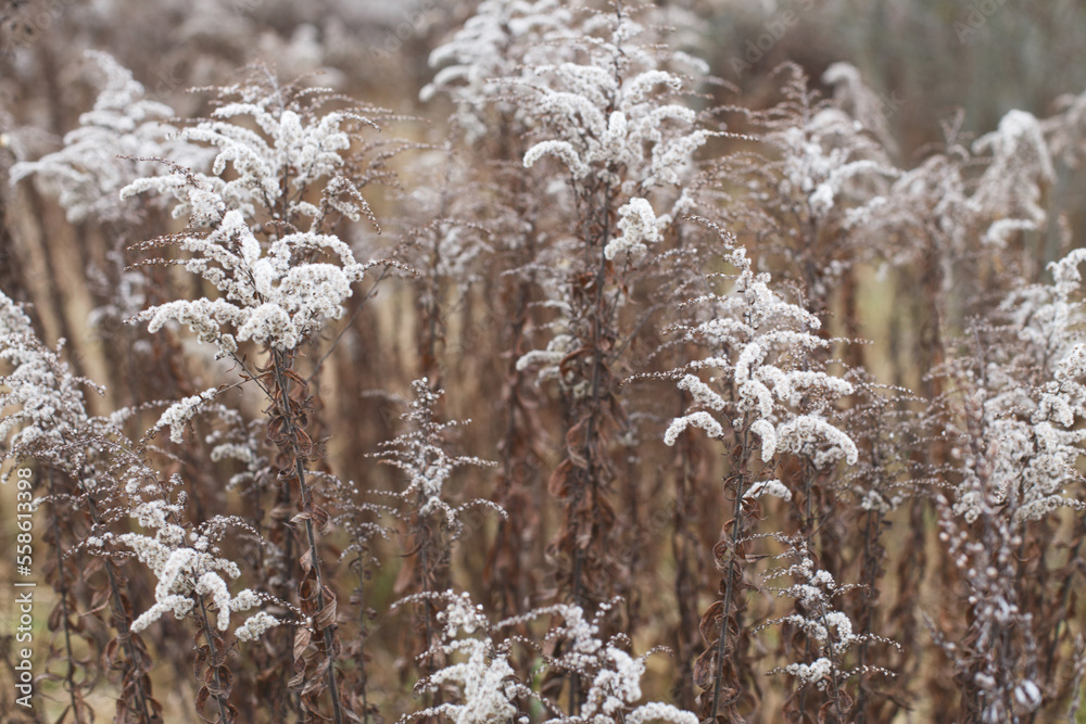 Dry soft flowers in the field on beige background. Dry soft flowers in the field on beige background.