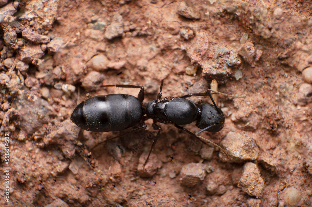 Queen Carpenter ant, Camponotus sp, Satara, Maharashtra, India Queen Carpenter ant, Camponotus sp, Satara, Maharashtra, India