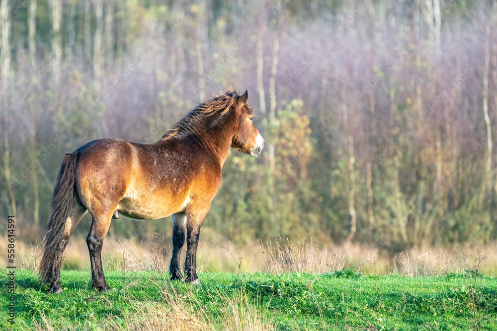A wild brown Exmoor pony, against a against a forest and reed background. in the nature reserve at Fochteloo, autumn colors in winter. The Netherlands. Selective focus, lonely, one animal.