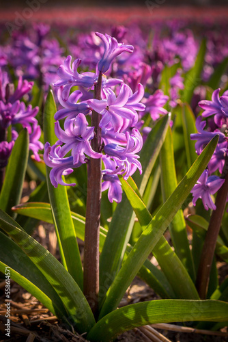 Purple close-up Hyacinth  field in Holland