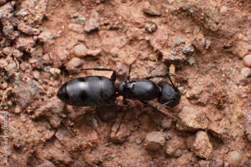Queen Carpenter ant, Camponotus sp, Satara, Maharashtra, India photo