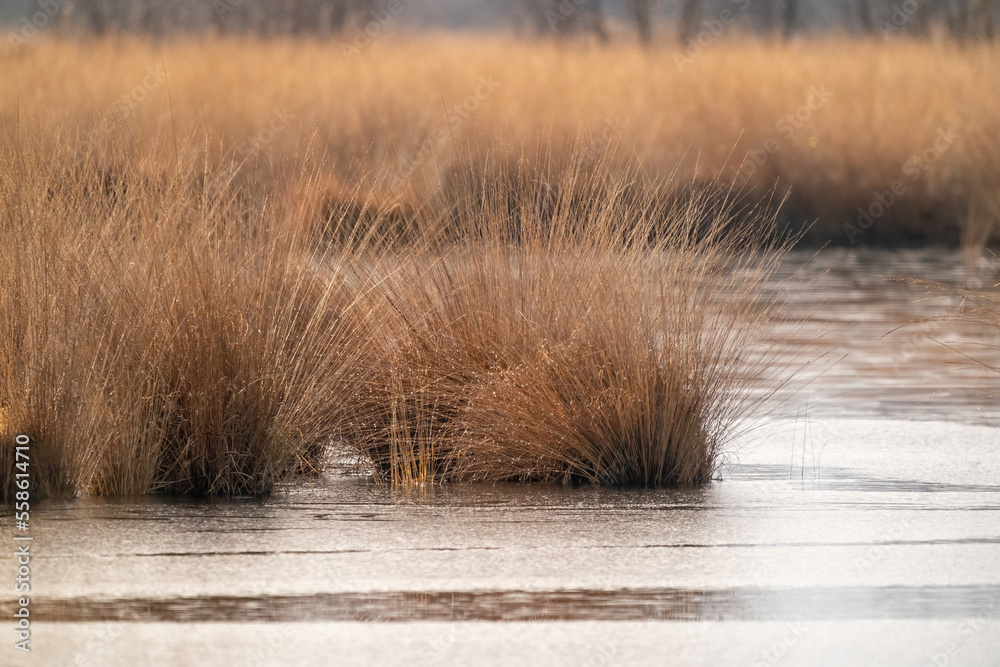 Background with golden colors, reeds in the water. Autumn feeling, reflection in the water. Nature in the fall, lonely, foliage, view, organic, nobody.