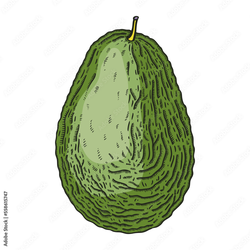Naklejka premium Hand-drawn avocado illustration. Ripe fruit sketch in engraved style. Raw fresh vegetables isolated on white background. Healthy vegetarian food vector drawing in color
