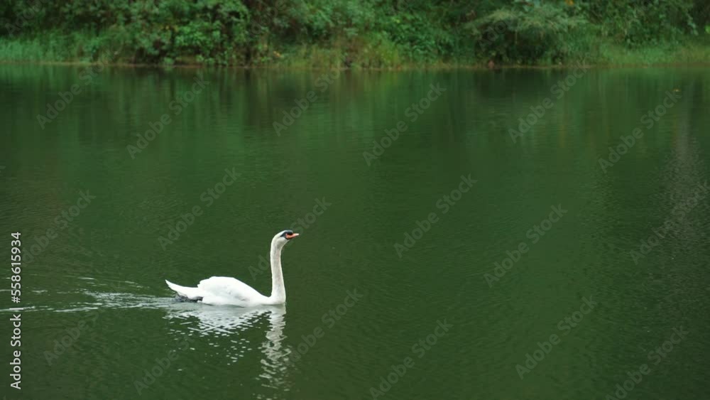 Swan on the lake largest flying birds, including the mute swan, trumpeter swan, and whooper swan Swan on the lake largest flying birds, including the mute swan, trumpeter swan, and whooper swan