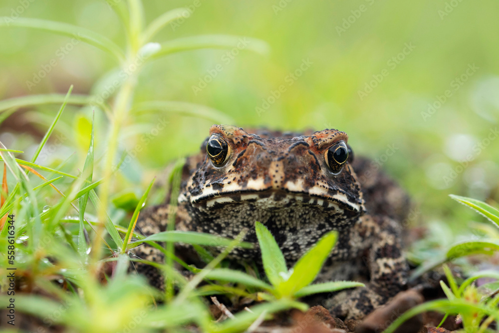 Ridged Toad, Duttaphrynus parietalis, Maharashtra, India Ridged Toad, Duttaphrynus parietalis, Maharashtra, India