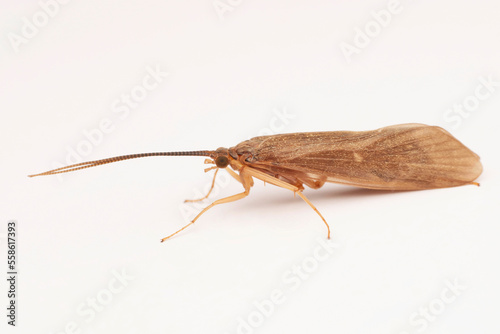 Caddisfly,  Hydropsyche pelluidula, Satara, Maharashtra, India photo