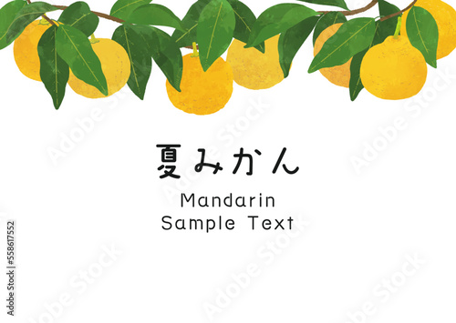 みかん、柚子のフレームイラスト素材