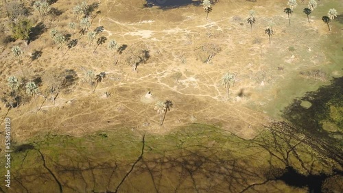 Elephants and the others from the air perspective in the Okavango delta. Wild animals in the nature habitat. African wildlife from the air. This is Africa. Delta Okovango. Botswana photo