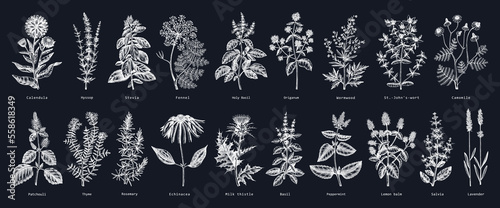 Vintage herbs illustrations on chalkboard. Aromatic plants sketches collection. Botanical design elements. Herbal tea ingredients. Hand drawn medicinal herbs for cosmetics, herbal medicine, perfumery