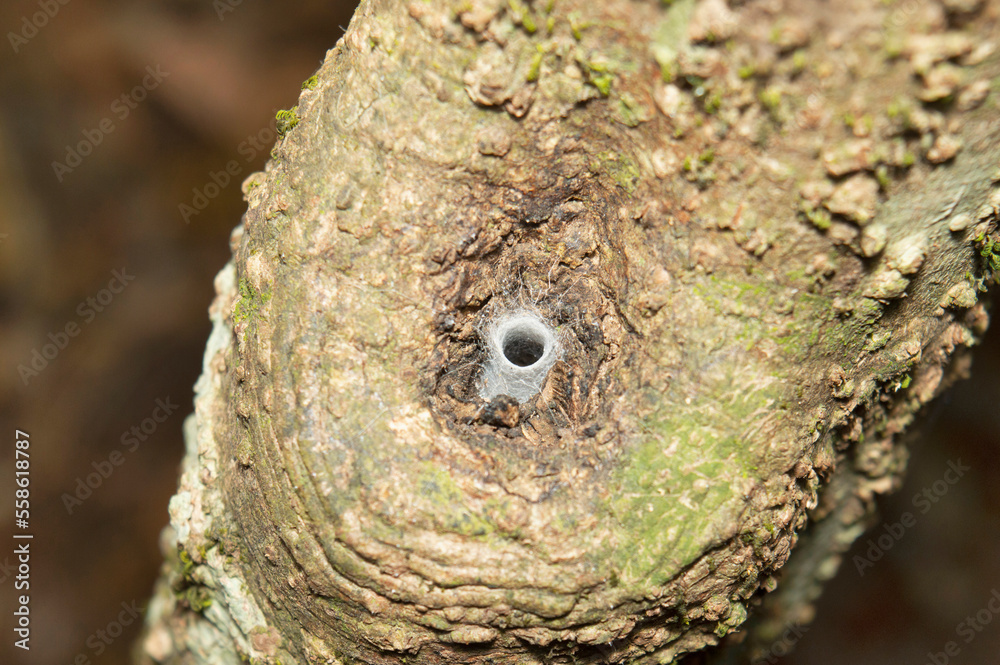Obraz premium Funnel like web of spider , Amba , Kolhapur , Maharashtra , India,