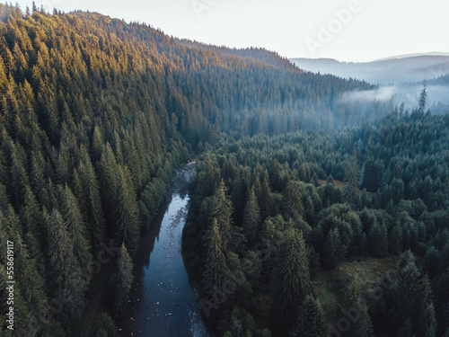 Summer dawn over foggy fore...