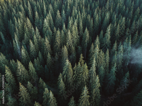 Aerial view of pine forest....