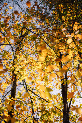 atumn trees on a sunny day