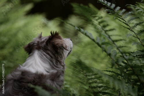 Waldhund, schöner Australien Shepherd zwischen Farnblättern im Wald photo