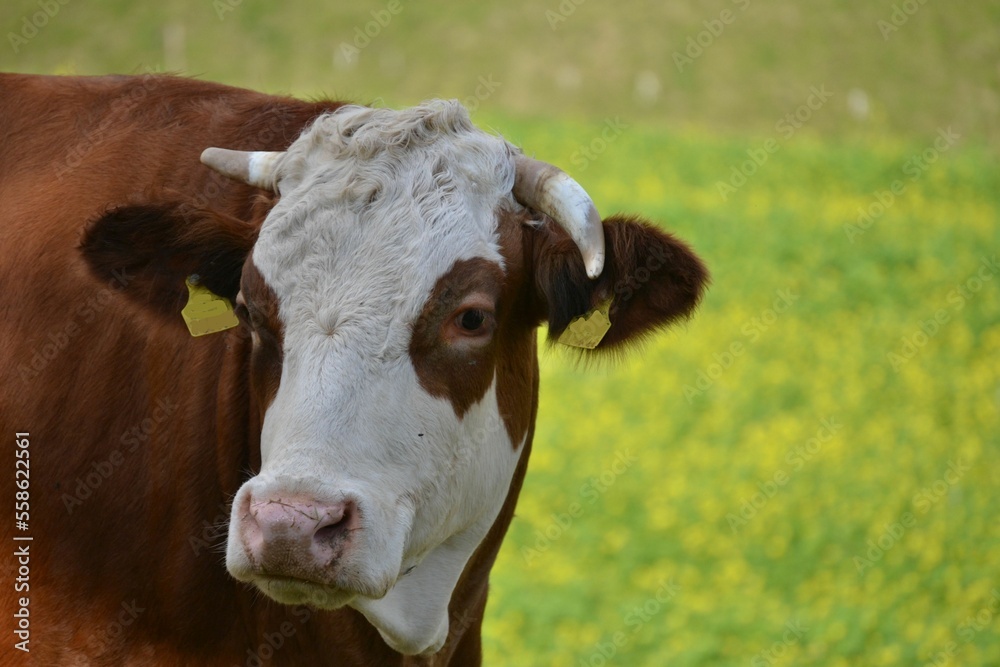 An ox on the field, one horn forward, one horn backward