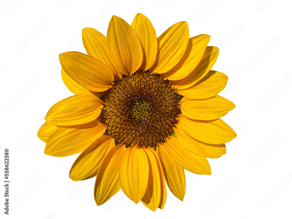 sunflower isolated transparency background. sunflower isolated transparency background.