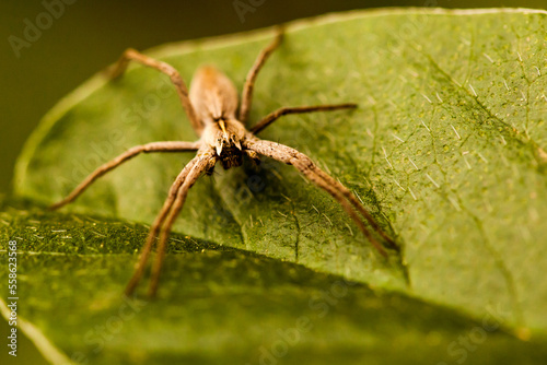 spider on a green leaf you can see the hairs on the leaves