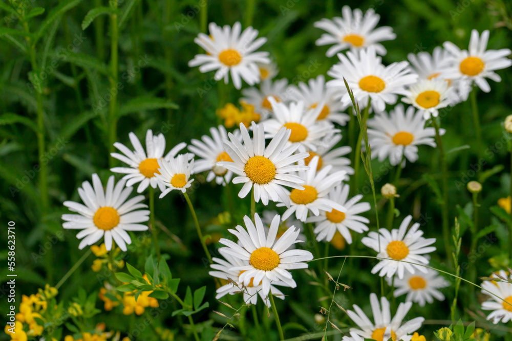 Daisies among the green grass in the meadow. Daisies among the green grass in the meadow.