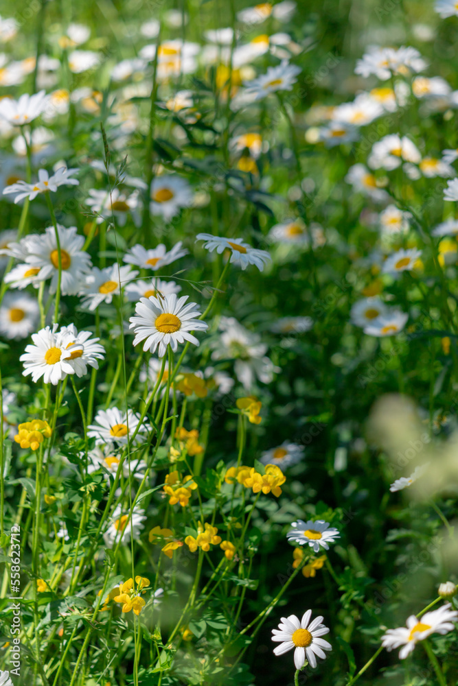 Fototapeta premium Daisies among the green grass in the meadow.