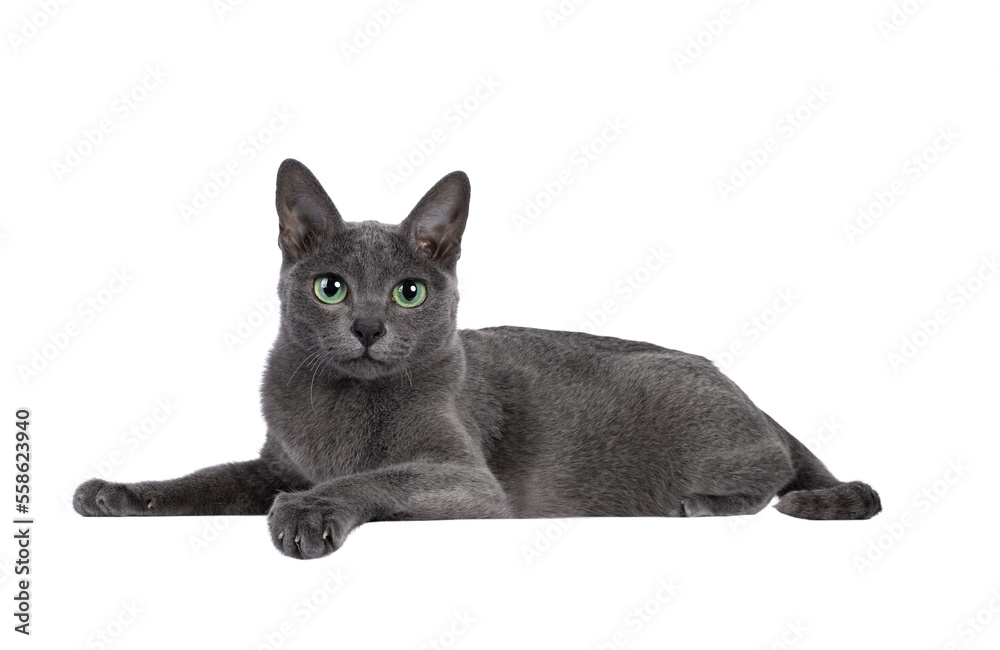 Young silver tipped Korat cat, laying down side ways. Looking towards camera with bright green eyes and attitude. Isolated on a white background.