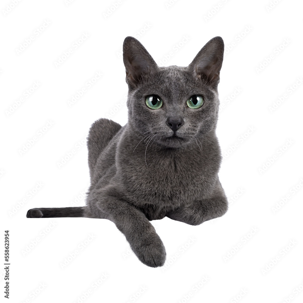 Young silver tipped Korat cat, laying down facing front with on paws over edge. Looking towards camera with bright green eyes and attitude. Isolated on a white background.