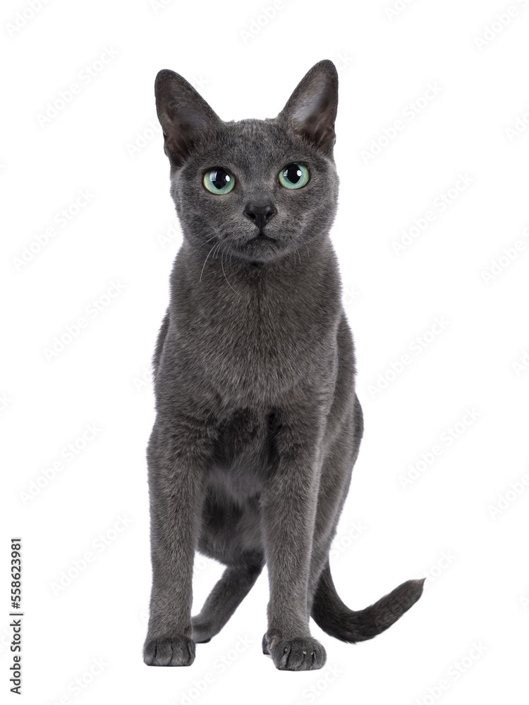 Young silver tipped Korat cat, standing facing front. Looking towards camera with bright green eyes. Isolated on a white background.