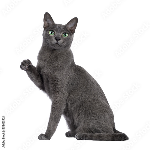 Obraz na płótnie Young silver tipped Korat cat, sitting up side ways