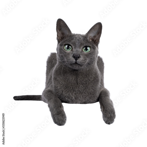 Canvas Print Young silver tipped Korat cat, laying down facing front with two paws over edge