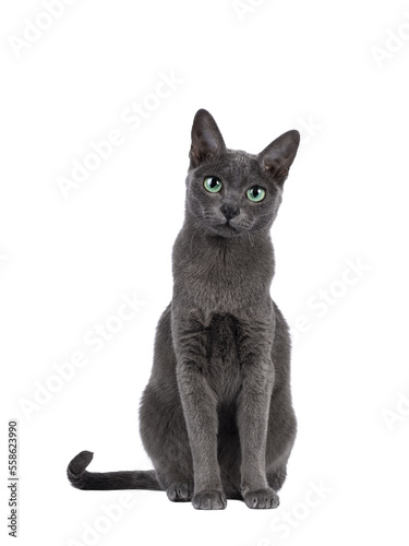 Young silver tipped Korat cat, sitting up facing front. Looking towards camera with bright green eyes and attitude. Isolated on a white background.
