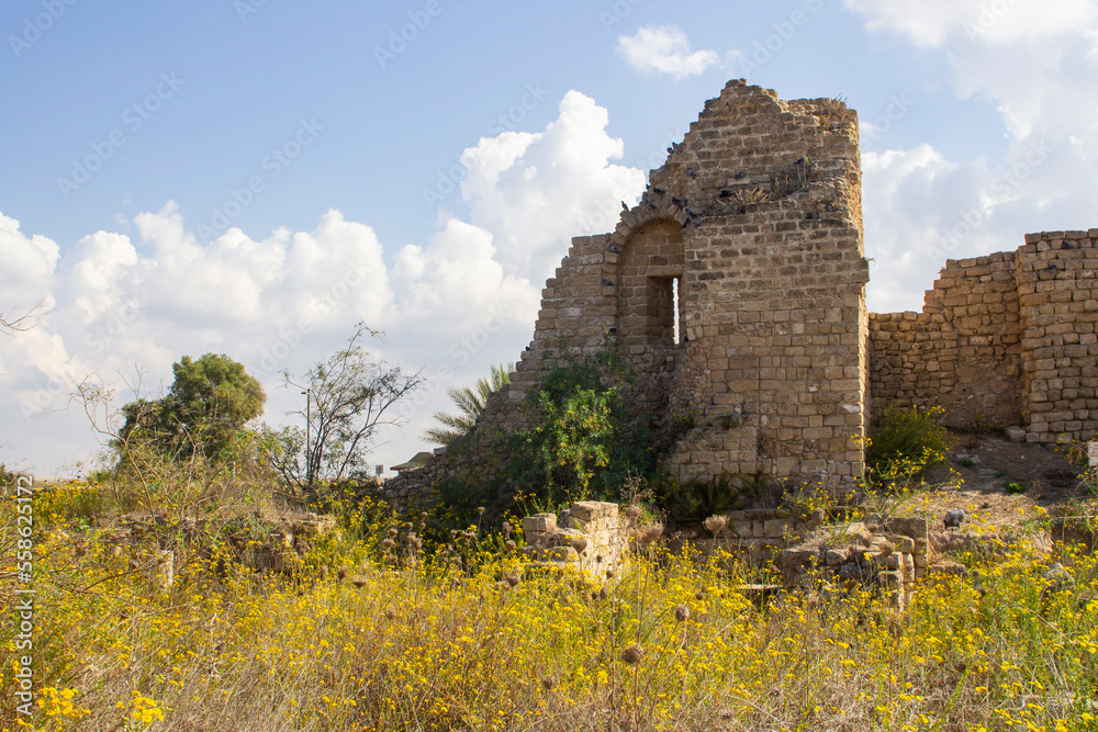 Ancient ruins among beautiful wildflowers in the historic Roman settlement in Caeserea Maritima National Park in Israel 