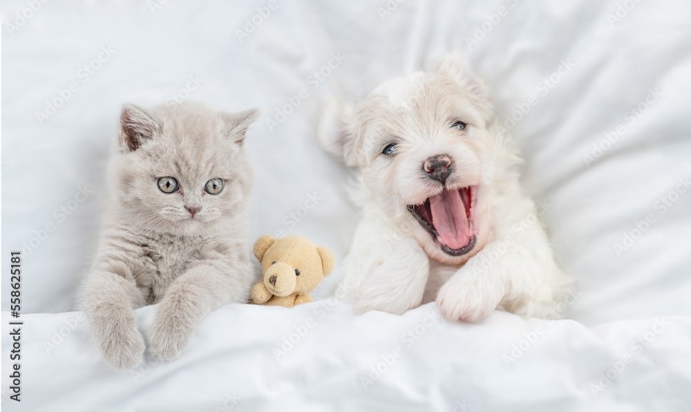 Cute kitten and happy Bichon Frise puppy lying together under  white blanket on a bed at home. Top down view