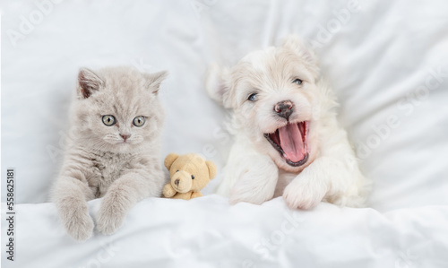 Cute kitten and happy Bichon Frise puppy lying together under white blanket on a bed at home. Top down view