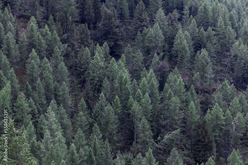 Fototapeta Naklejka Na Ścianę i Meble -  Background of dense green forest of standing and fallen pine trees on the mountainside, view from above. Aosta Valley, Italy