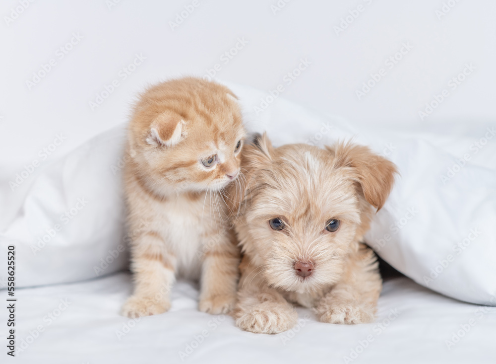 Baby kitten sniffs Goldust Yorkshire terrier puppyю Pets lying together under warm white blanket on a bed at home Baby kitten sniffs Goldust Yorkshire terrier puppyю Pets lying together under warm white blanket on a bed at home