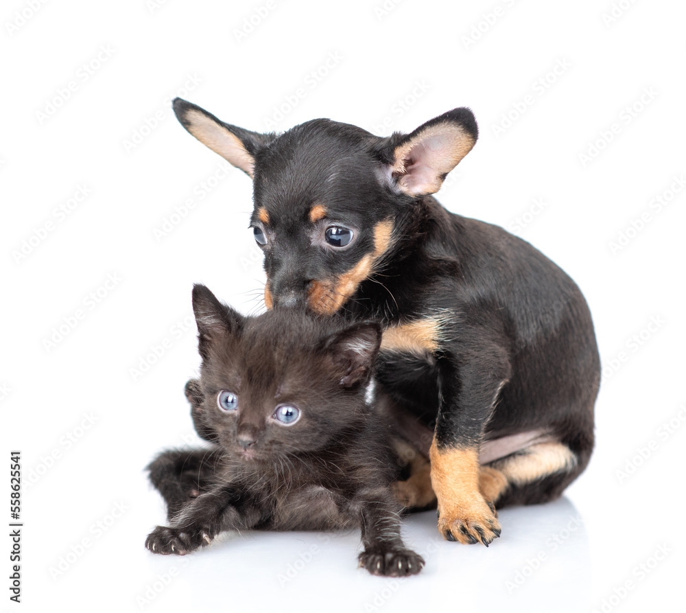 Cute Toy terrier puppy embraces and licks tiny black kitten. isolated on white background Cute Toy terrier puppy embraces and licks tiny black kitten. isolated on white background