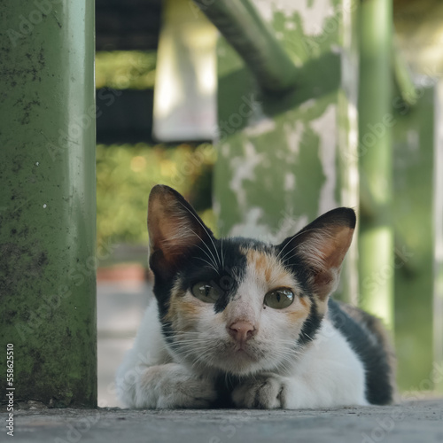 domestic cat posing like a model in surabaya city