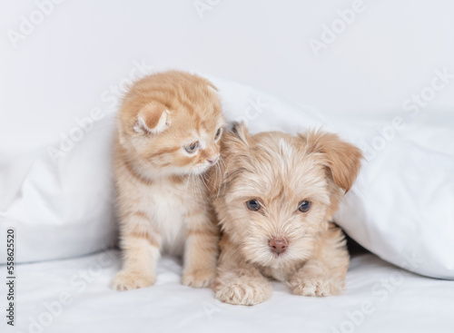 Baby kitten sniffs Goldust Yorkshire terrier puppyю Pets lying together under warm white blanket on a bed at home