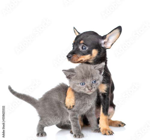 Friendly Toy terrier puppy hugs tiny kitten. Pet stand together in front view and looks at camera.  isolated on white background © Ermolaev Alexandr