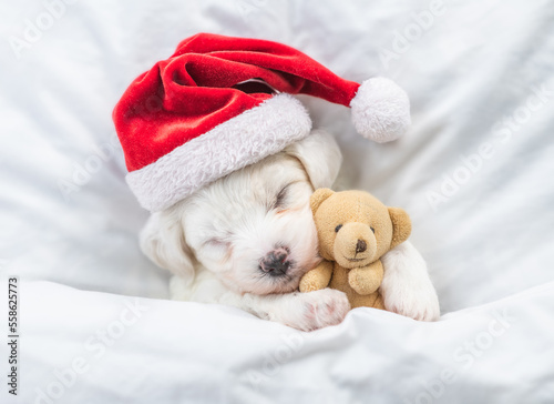 Tiny Bichon Frise puppy wearing red santa hat sleeps with toy bear under white blanket at home. Top down view